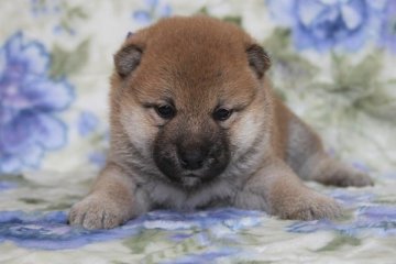 柴犬(標準サイズ)【和歌山県・男の子・2019年5月23日・赤】の写真「ぷよぷよの男の子」