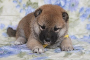 柴犬(標準サイズ)【和歌山県・女の子・2019年5月23日・赤】の写真「ぷよぷよの女の子」