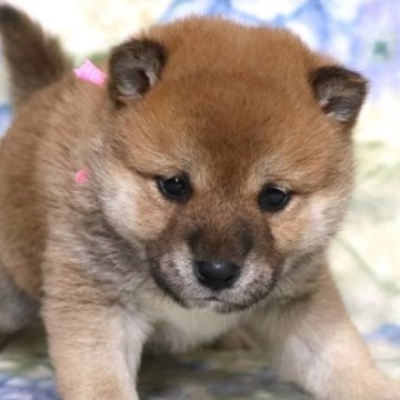 柴犬(標準サイズ)【和歌山県・女の子・2023年11月20日・赤】の写真「ぽっちゃりとして可愛い女の子」
