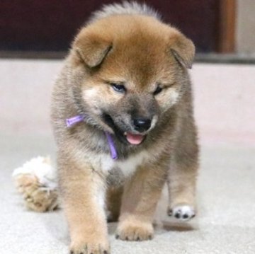 柴犬(標準サイズ)【和歌山県・男の子・2024年8月8日・赤】の写真「ぽっちゃりとして可愛い男の子」