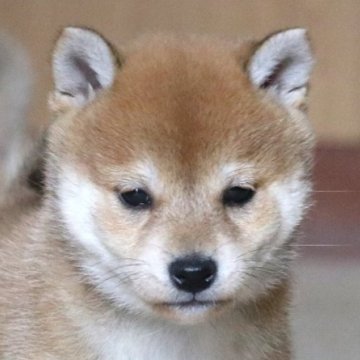 柴犬(標準サイズ)【和歌山県・女の子・2024年1月1日・赤】の写真「ぽっちゃりとして可愛い女の子」