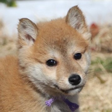 柴犬(標準サイズ)【和歌山県・男の子・2023年11月17日・赤】の写真「ちっちゃな可愛い男の子」