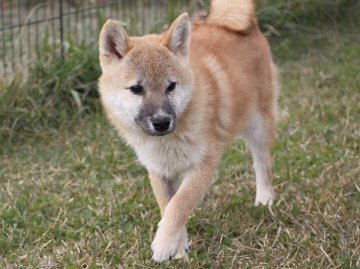 柴犬(標準サイズ)【和歌山県・男の子・2017年6月4日・赤】の写真「すくすくと育っています。ぽっちゃりとして可愛い。」