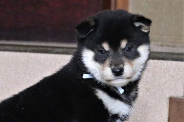 柴犬(標準サイズ)【和歌山県・男の子・2022年1月27日・黒】の写真「ぽっちゃりとして可愛い男の子」