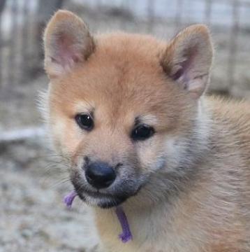 柴犬(標準サイズ)【和歌山県・男の子・2022年7月17日・赤】の写真「ぽっちゃりとして可愛い男の子」