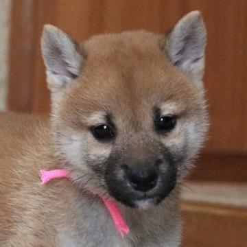 柴犬(標準サイズ)【和歌山県・女の子・2022年8月29日・赤】の写真「ぽっちゃりとして可愛い女の子」