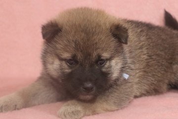 柴犬(標準サイズ)【和歌山県・男の子・2022年1月13日・赤】の写真「ぽっちゃりとして可愛い男の子」