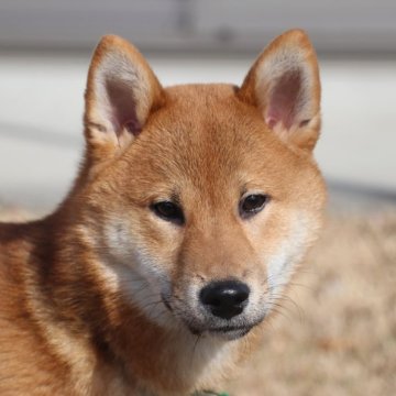 柴犬(標準サイズ)【和歌山県・男の子・2023年8月8日・赤】の写真「遊び好きで可愛い男の子」