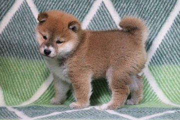 柴犬(標準サイズ)【和歌山県・男の子・2020年2月21日・赤】の写真「ぽっちゃりとして可愛い男の子」