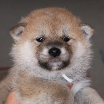 柴犬(標準サイズ)【和歌山県・男の子・2023年1月30日・赤】の写真「ぽっちゃりとして可愛い男の子」