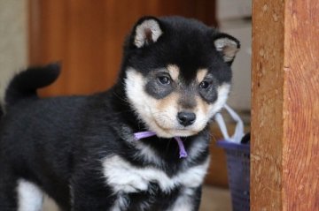 柴犬(標準サイズ)【和歌山県・男の子・2022年1月27日・黒】の写真「ぽっちゃりとして可愛い男の子」