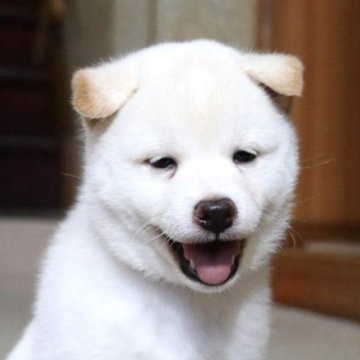 柴犬(標準サイズ)【和歌山県・男の子・2024年8月8日・白】の写真「とても珍しい毛色の男の子」