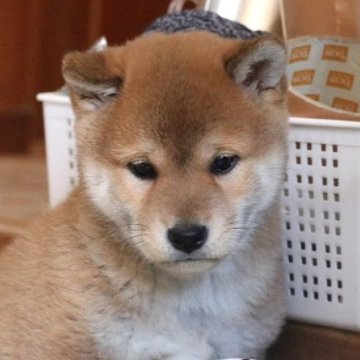 柴犬(標準サイズ)【和歌山県・男の子・2024年2月25日・赤】の写真「ぽっちゃりとして可愛い男の子」