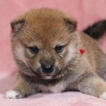 柴犬(標準サイズ)【和歌山県・女の子・2022年7月12日・赤】の写真「ぽっちゃりとして可愛い女の子」