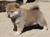 柴犬(標準サイズ)【和歌山県・男の子・2017年4月6日・赤】の写真1「生後約４０日です。」