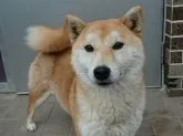 柴犬(標準サイズ)【和歌山県・男の子・2017年4月6日・赤】の写真3「母親です」
