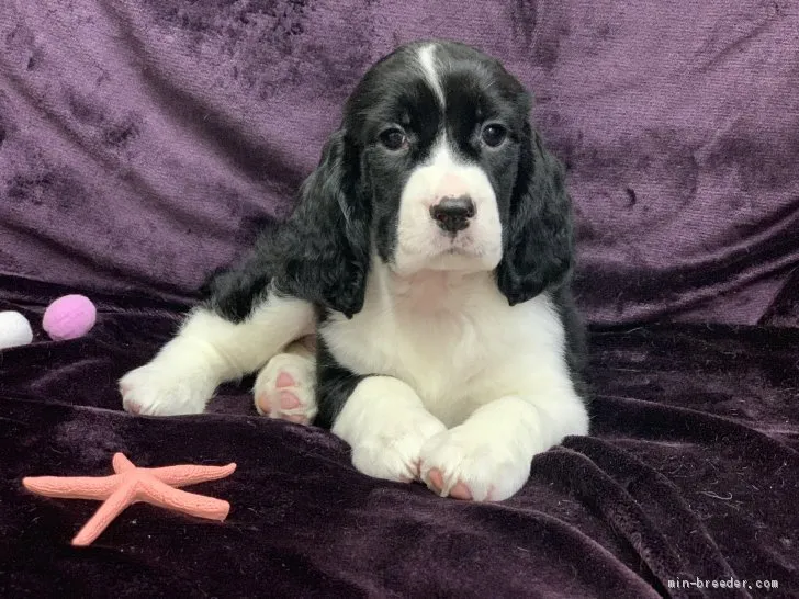 ID：1908-01956の子犬