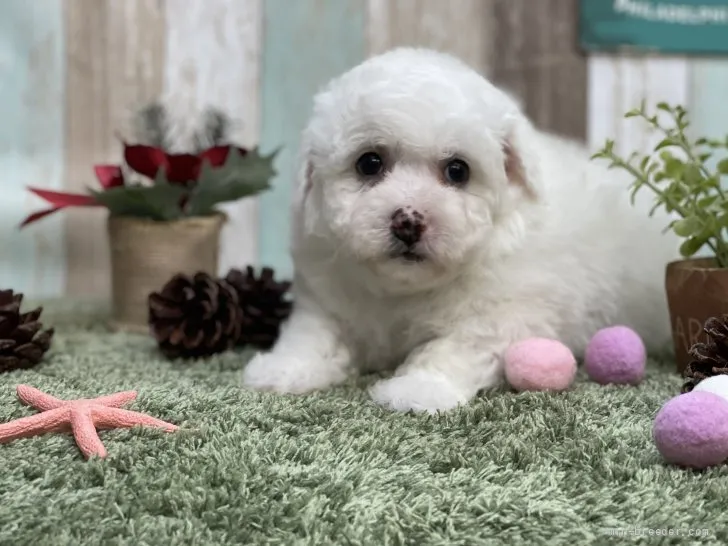 ID:2201-01606の子犬