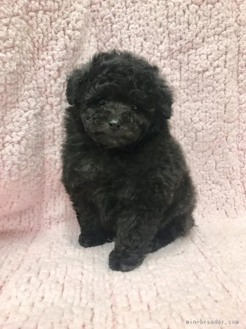 ID：1801-02502の子犬