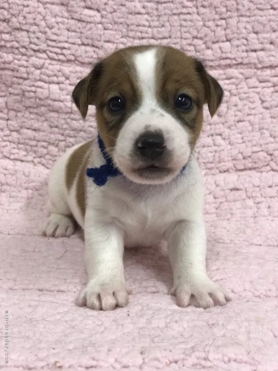 ID:1808-00352の子犬