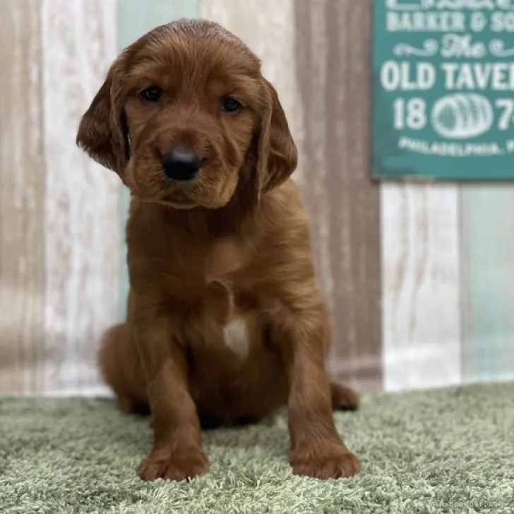 ID：2304-01723の子犬