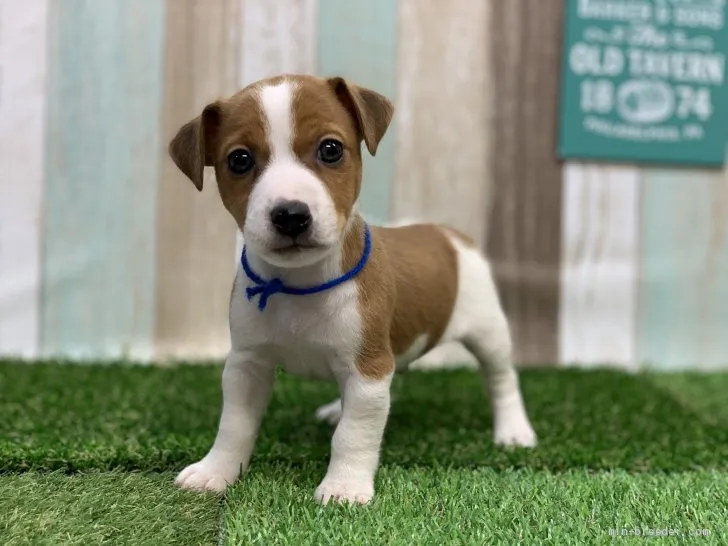 ID：1909-02021の子犬