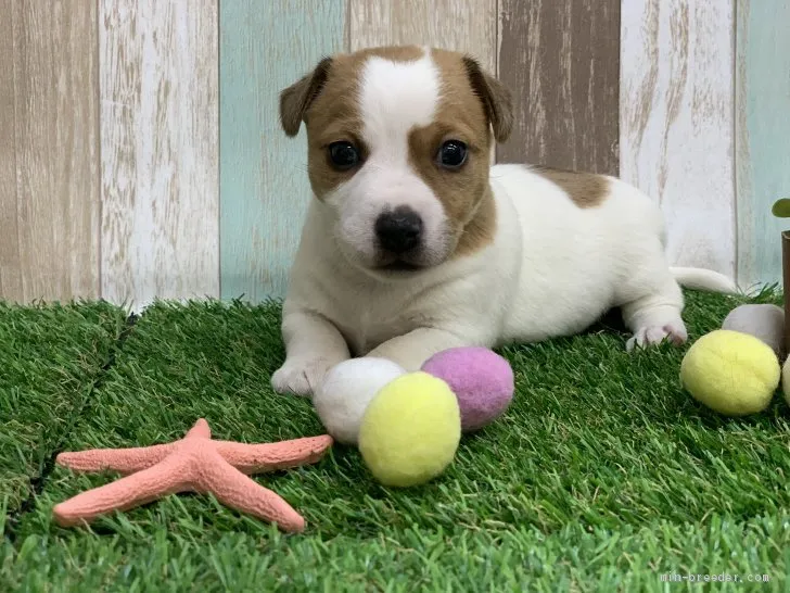 マツ 様のお迎えした子犬