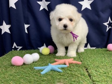 ビションフリーゼ【奈良県・女の子・2019年1月21日・ホワイト】の写真「3月15.16.17関東に行くので引き渡し可能」