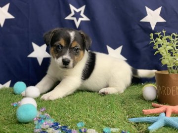 ジャックラッセルテリア【奈良県・男の子・2019年2月8日・ブラックアンドホワイトアンドタン】の写真「珍しいブラック31日東京、5.6.7宮崎行きます。」