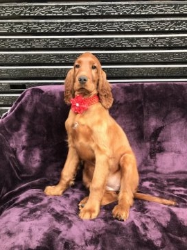 アイリッシュセッター【奈良県・女の子・2017年1月14日・マホガニーレッド】の写真「父母アメリカチャンピオン股関節検査済み」