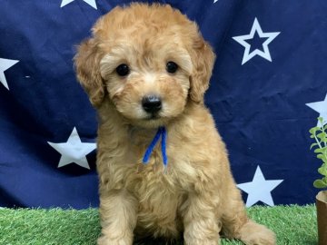 トイプードル(タイニー)【奈良県・男の子・2019年7月20日・アプリコット】の写真「10日京都、愛知12日三重 引き渡し可能です。」