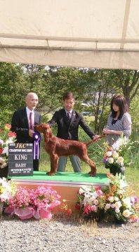 アイリッシュセッター【奈良県・男の子・2015年5月19日・マホガニーレッド】の写真「両親日本№１受賞犬」
