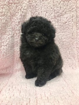 トイプードル(タイニー)【奈良県・女の子・2018年1月6日・シルバー】の写真「現在600g、見たら必ず気に入ります。早い者勝ち」