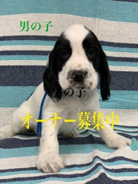 イングリッシュコッカースパニエル【奈良県・男の子・2019年1月1日・ブラックアンドホワイト】の写真「期間限定値下げしました。ハンサム男子」