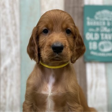 アイリッシュセッター【奈良県・男の子・2023年6月10日・マホガニーレッド】の写真「7日受け渡し可能」