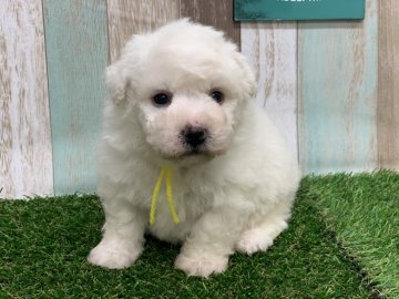 ビションフリーゼ【奈良県・男の子・2019年10月12日・ホワイト】の写真「コロコロムクムク^_^」