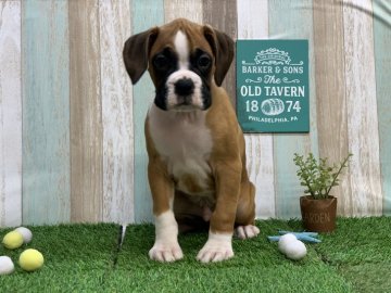 ボクサー【奈良県・男の子・2020年10月5日・フォーン】の写真「一緒に連れて帰れます。」