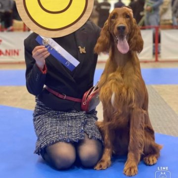 アイリッシュセッター【奈良県・女の子・2022年7月7日・マホガニーレッド】の写真「チャンピオン直子の可愛い女の子」