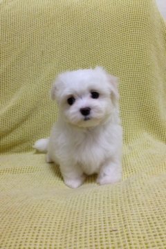 マルチーズ【奈良県・男の子・2014年8月23日・ホワイト】の写真「お求め価格」