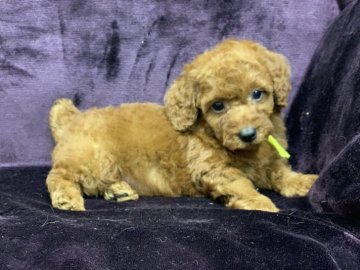 トイプードル(タイニー)【奈良県・男の子・2019年7月20日・レッド】の写真「値下げ致しました。お早めに」