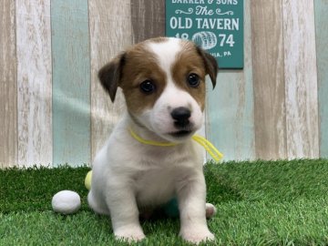 ジャックラッセルテリア【奈良県・男の子・2019年8月20日・レッドアンドホワイト】の写真「北海道関東九州など対面販売可能ですご相談ください。」