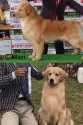 ゴールデンレトリバー【奈良県・男の子・2017年7月25日・クリーム】の写真5「上が父、下が母です。」