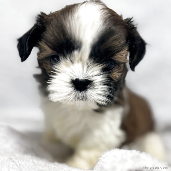 ブリーダー画像