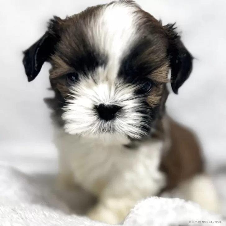 シーズー【香川県・男の子・2025年9月19日・レッド&amp;ホワイト】の写真1「離乳食も進んでしっかり自分で食べてます。」