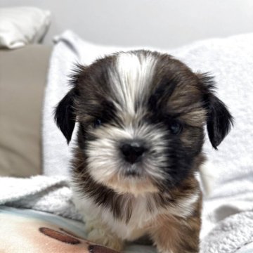 シーズー【香川県・男の子・2025年9月19日・レッド&ホワイト】の写真「お父さんはジュニアチャンピオン」