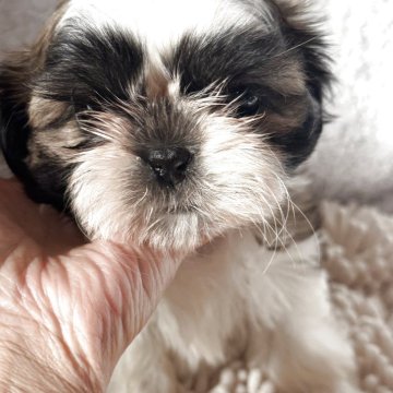 シーズー【香川県・女の子・2025年9月24日・ホワイト&ゴールド】の写真「お父さんはジュニアチャンピオン」