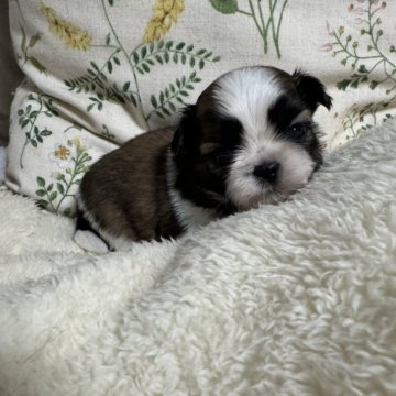 シーズー【香川県・女の子・2025年1月11日・ゴールド&ホワイト】の写真「お父さんJr.チャンピオン　ショーチャレンジ中」