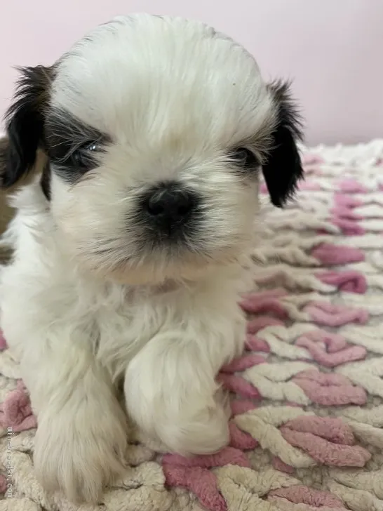 ID：2104-00986の子犬