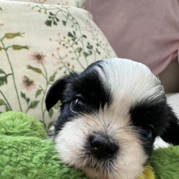 シーズー【香川県・女の子・2024年5月11日・ホワイト&ブラック】の写真「お父さんはマルチCH
お母さんはチャンピオン」