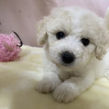 ビションフリーゼ【香川県・男の子・2023年2月8日・ホワイト】の写真「お父さんJKCチャンピオン」